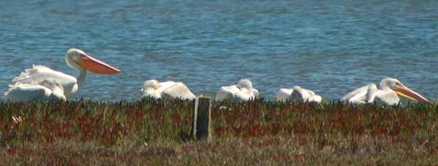 white pelicans